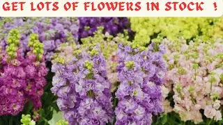How to Get Lots of Flowers on Stock Plants ! Stock Flowers Care Guide In Nepali |