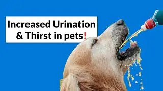 Increased Urination and Thirst in Dogs & Cats!