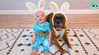 The Reluctant Bodyguard: How a 'Bad Boy' Dog Protects the Newborn.