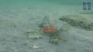 Goatfish Digging in Sand