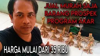 OBRAL BAHAN BONSAI PROSPEK PROGRAM AKAR HARGA MULAI DARI 35 RIBU