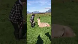 Llama plays dead