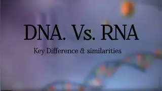 DNA vs  RNA Differences | key difference between DNA & RNA | Basic concept |