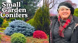 Dwarf Conifers Explained | Varieties, Planting Tips & Expert Advice | Iseli Nursery Tour!