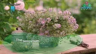 Thymus serpyllum 'GrowFlow&trade; Pink Magic'