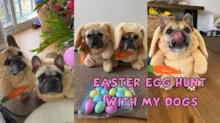 My Dogs Hunt For Easter Eggs!