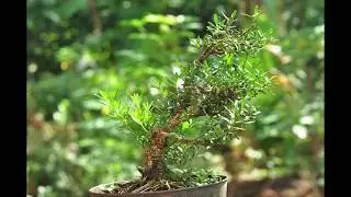 buxus harlandii