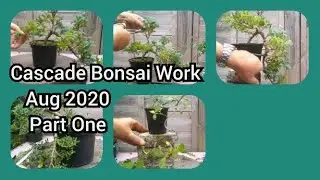 Cascade Bonsai Work Aug 2020 Part One