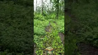 Short 9 | DO NOT REPEAT THIS HIKE, North Country Trail HIKE100 | #shorts #nct #hike100