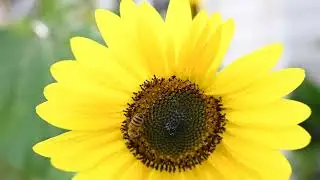 Sunflowers & Bees in Hawaii Honey & Bees by Damon Greene February 1, 2023 Oahu Hawaii