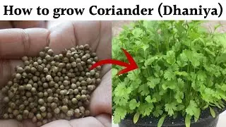 How to grow Coriander (Dhaniya) in January in pots | धनिया कैसे उगाएं