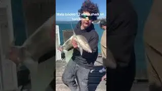 BIG SHARK ON HANDLINE!#fisherman #fishing #shark #trending #shorts