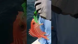 תפיסה ושחרור של דג ברקן על שימנו לוקנוס 🎣 Catch & release of a Red Soldierfish on Shimano Lucanos