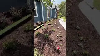 Custom landscaping to enhance the exterior curb appeal. #follow #shorts #landscape #diylandscaping
