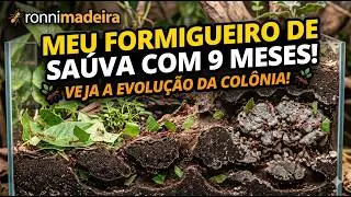 Meu Formigueiro de Sa&uacute;va est&aacute; com 9 meses