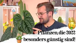 7 Pflanzen, die gerade JETZT besonders günstig sind!💰