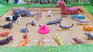 Amazing & Astonishing Animals of the Forest: Learn and Explore the Wild!