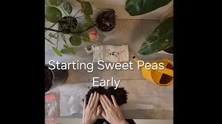 How I Start Sweet Peas Early | Cold Stratification & Seed Snails