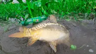 Most Popular Hook Fishing By Plastic Bottle Fish Trap |Traditional Hook Fishing in Beautiful Village
