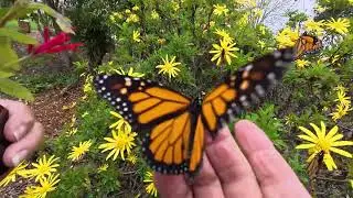 Richmond California Garden TV Monarch Butterfly 🦋 With Bienvenida Meza 