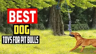 ✅Top 5 Best Dog Toys For Pit Bulls in 2025