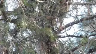 A tree full of Long-eared Owls
