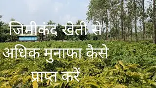 जिमीकंद खेती से अधिक मुनाफा कैसे प्राप्त करें