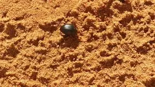 Desert Beetle at Sharjah Mleiha Desert 18.03.2019