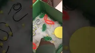 3d cell model project