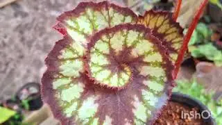 Super plants sale video # plants# home# viral videos# trending 9656868918