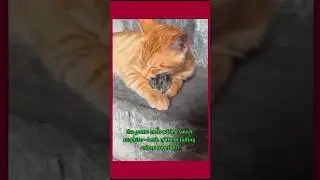 Orange Cat vs Mouse #orangecat #mouse #HilariousChase #funnychase #adventurescat #funny #chasing
