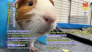 Rescued guinea pig-person in United States saves another with blood transfusion美國的獲救天竺鼠族人透過輸血救了另一位族人