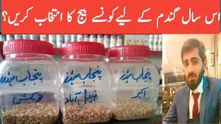 Seed selection for wheat sowing || Gandum k liay konsy beej ka intkhab krin || Best wheat variety