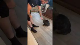 How to properly pick up a cat
