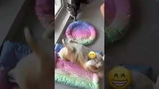 Cooling Bed for Pets - The Perfect Summer Solution for Your Furry Friends