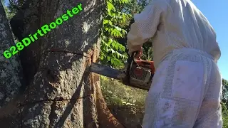 Chain Sawing Capone's Bee Tree - Honey Bee Hive Partial Removal From A Dead Water Oak
