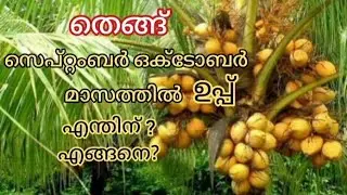 💯 തെങ്ങിന് ഇപ്പോൾ ഉപ്പ് കൊടുത്താൽ ഇരട്ടി ഗുണം ഉറപ്പ്  / Coconut Farming Malayalam 