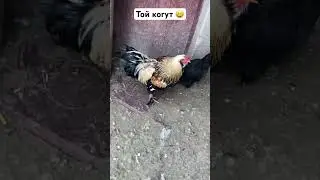 #село #гумор #тойкогут #жарти #меми #топ