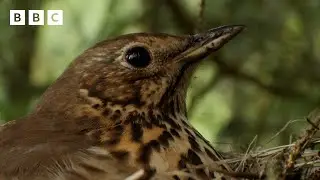 🔴 LIVE wildlife cameras 🐣 7 June 🌺 BBC Springwatch 2024