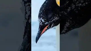 penguin walking to mountains, |  penguin heading for the mountains,🥺😥🐧#youtube #highlights #penguin