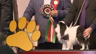 Amsterdam Winner 2013 Group 9, Companion and Toy dogs