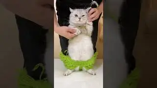 The kitten is dancing. #catdance #cat #catshorts #cute #catdancer #dance #beautifuldancers #catvideo