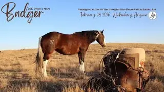 Badger 💘 2017 Draft X Mare Consigned to Art of the Cowgirl February 28 2026
