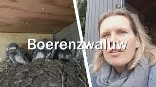 de boerenzwaluw - Juf in de natuur