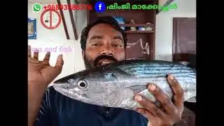 വഞ്ചിക്കപ്പെടാതിരിക്കുക. അയക്കൂറ സൂതയൊ(നെമീൻ ചൂര)അതോ അയക്കൂറയോ (നെമീനോ)#seaandfish, Sea And Fish