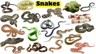 Snake Names for Kids | Learn 20 Snakes Name in English with Sounds | Reptiles and Crawling Animals