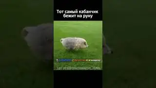 Кабанчик  #дота2мемы #дота #дота2 #dota2 #shortvideo #recommended