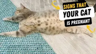 Беременна ли моя кошка? | Как распознать признаки беременности кошки