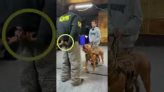 PitBull Protects Owner Instantly During Fake Attack!