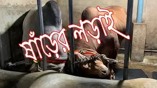 Amazing Bull Fight || Giant Bulls Fighting in Cow Farm || Biggest Cows of Bangladesh